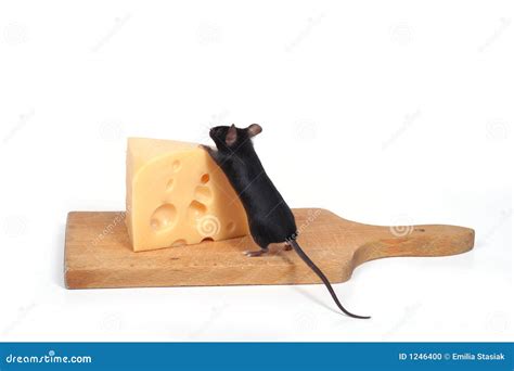 mouse  cheese stock photo image  cheese animal
