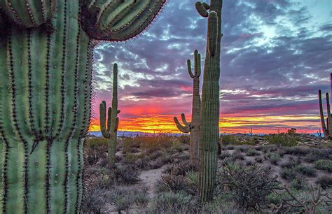 arizona desert saguaro cactus landscape sunset scene  arizona