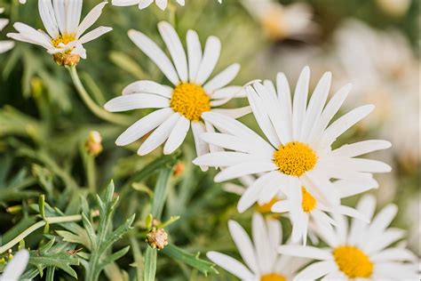 Fresh As A Daisy Eden At Byron