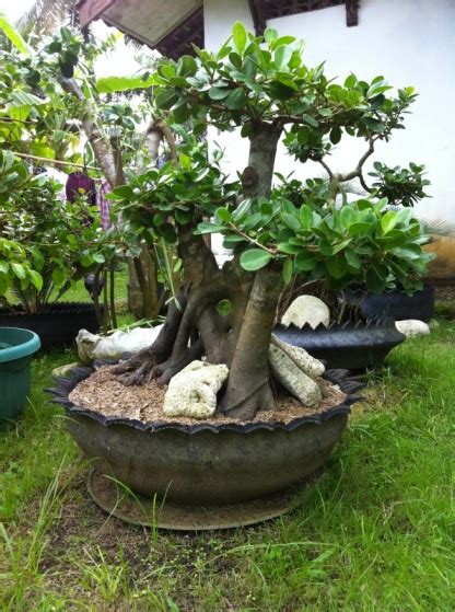 bikin bonsai beringin korea blogger bonsai bengkulu