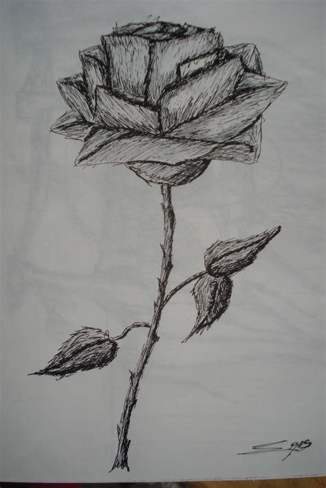 Dibujos De Rosas A Lápiz Imagui