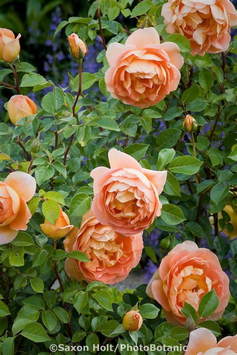 rosa pat austin en faergstark ros uppkallad efter david austins fru