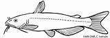 Catfish Glaquarium sketch template