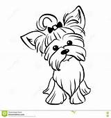 Yorkshire Terrier Coloring Pages Yorkie Dog Vector Coloriage Drawing Stencil Sitting Sketch Dogs Yorkies Color sketch template