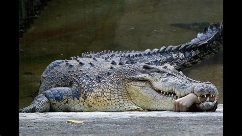amazing stories   world crocodile attack mp blames human