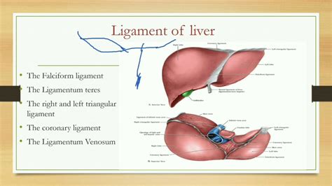 Ligament Of Liver Youtube