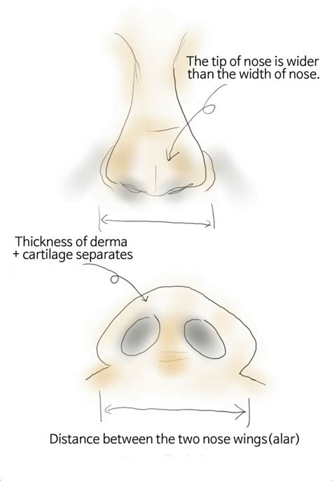 dr lee breast augmentation korea rhinoplasty korea blunt nose tip correction
