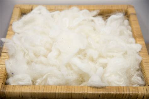 raw wool stock  pictures royalty  images istock