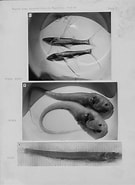 Afbeeldingsresultaten voor "echinomacrurus Mollis". Grootte: 135 x 185. Bron: digitaltmuseum.se