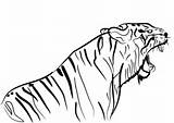 Colorare Tijger Kleurplaat Tigre Kleurplaten Disegni Tegninger Printen Tiger Farvelægning Tigri Disegnare Coloring Supercoloring Farvelaegning Tegne 1060 sketch template
