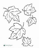 Leaves Coloring Tree Printable Pages Below Click sketch template