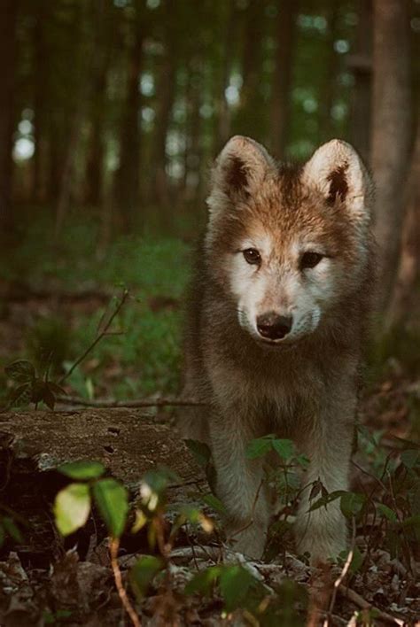wolf cub dogs pinterest  wolf dr   peace