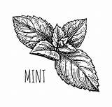 Sketch Mint Balm Lemon Vector Ink Illustrations Illustration Clip sketch template
