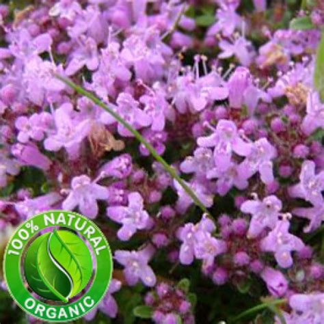 purchase thyme essential oil organic canada usa