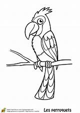 Perroquet Coloriage Avec Houpette Dessin Oiseau Hugolescargot Colorier Imprimer Perroquets Oiseaux Coloriages Petit sketch template