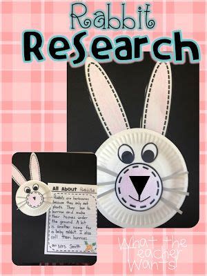 rabbit research   common core informational writing spring