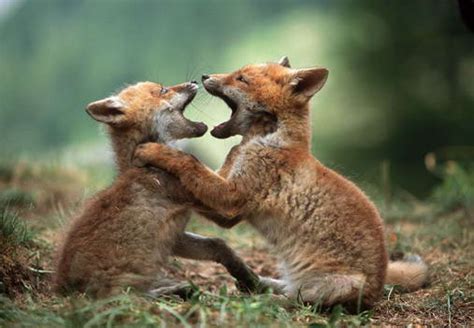 fox kits playing fox photo  fanpop