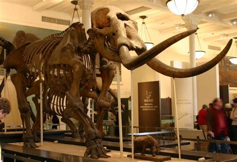 talking crap  mastodons scientific american blog network