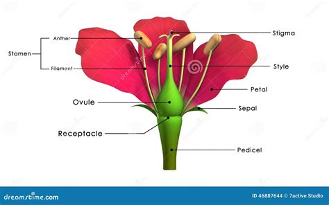 delen van een bloem stock illustratie illustratie bestaande uit installatie