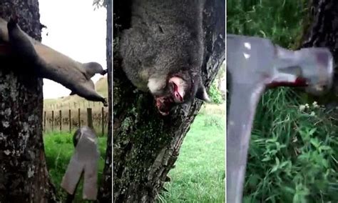 New Zealand Man Brutally Murders A Possum With A Hammer On Video