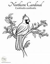 Songbird Watercoloring Cardinal sketch template