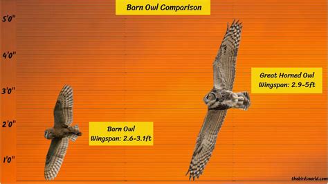 barn owl size  big   compared