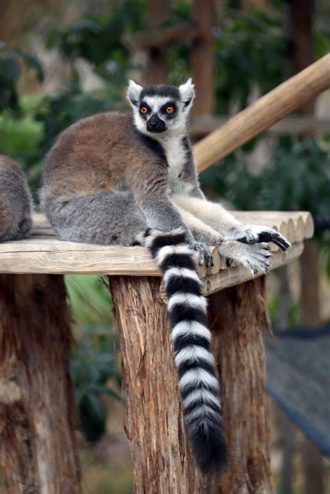 ring tailed lemurs  striped tails reid park zoo