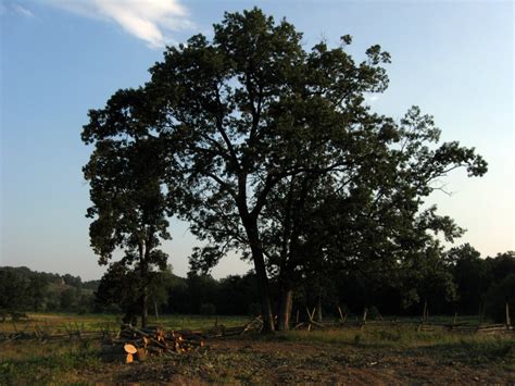 Trostle Farm Tree Clearing Part 2 Gettysburg Daily