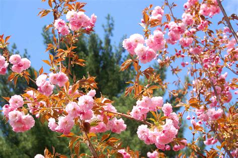 pink flowering trees   yard