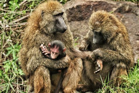 interesting baboon facts