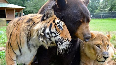 These Three Rescued Friends Haven T Left Each Other S Side