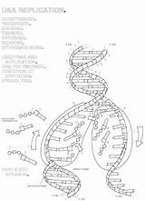 Dna Replication Worksheet Coloring Structure Answer Key Double Transcription Helix Protein Synthesis Worksheets Translation Answers Pages Pdf Unit Drawing Biology sketch template