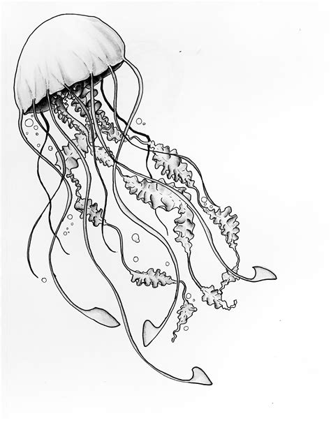 realistic jellyfish drawing  paintingvalleycom explore collection