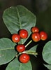 Afbeeldingsresultaten voor tetraphylla. Grootte: 73 x 100. Bron: powo.science.kew.org