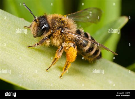 female yellow legged mining bee andrena flavipes  pollen