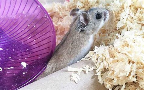 How Long Do Hamsters Live A Complete Guide To Hamster Lifespan