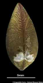 Afbeeldingsresultaten voor "nucula Sulcata". Grootte: 150 x 285. Bron: naturalhistory.museumwales.ac.uk