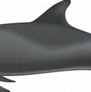 Afbeeldingsresultaten voor "peponocephala Electra". Grootte: 182 x 106. Bron: marinemammalscience.org