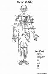 Skeleton Worksheet Human Printable Pages Coloring Skeletal Worksheets Label System Supercoloring Print Dot sketch template