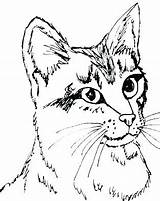 Coloring Pages Cat Anime Tabby Color Printable Animal Real Cats Kitten Patterns Detailed Colouring Realistic Puppy Cute Getcolorings Adults Sheets sketch template