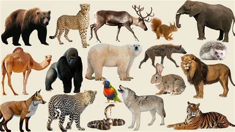 learning wild animals names  sounds  real animals  kids