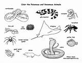 Animals Poisonous Coloring Venomous Adaptation Exploringnature Pages Animal Desert Color Adaptations Body Do Pdf Help Their Blend Spider Nature Any sketch template
