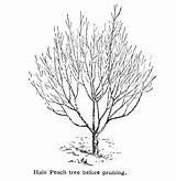 Peach Tree Drawing Getdrawings sketch template