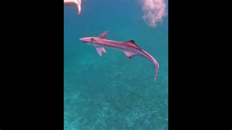 Real Remora Attack Youtube