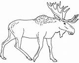 Moose Coloring Pages Drawing Elk Walking Alone Color Sketch Head Printable Kidsplaycolor Outline Line Kleurplaat Eland Kids Christmas Getdrawings Hunting sketch template