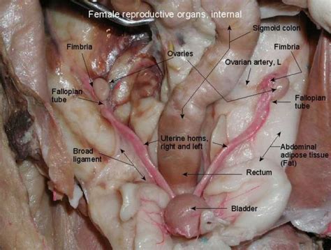 female genitalia actual photos medical