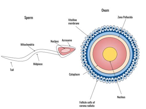Difference Between Sexual And Asexual Reproduction Compare The
