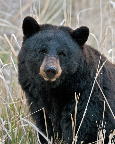 wildlife officials   black bear hunts wusf news
