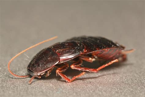 oriental cockroaches  pest control  extermination  toronto