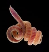 Afbeeldingsresultaten voor Rode draadworm. Grootte: 174 x 185. Bron: www.beachexplorer.org